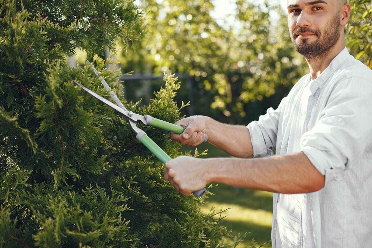 The Steps Involved in Our Tree Care Process in Mount Vernon, MO